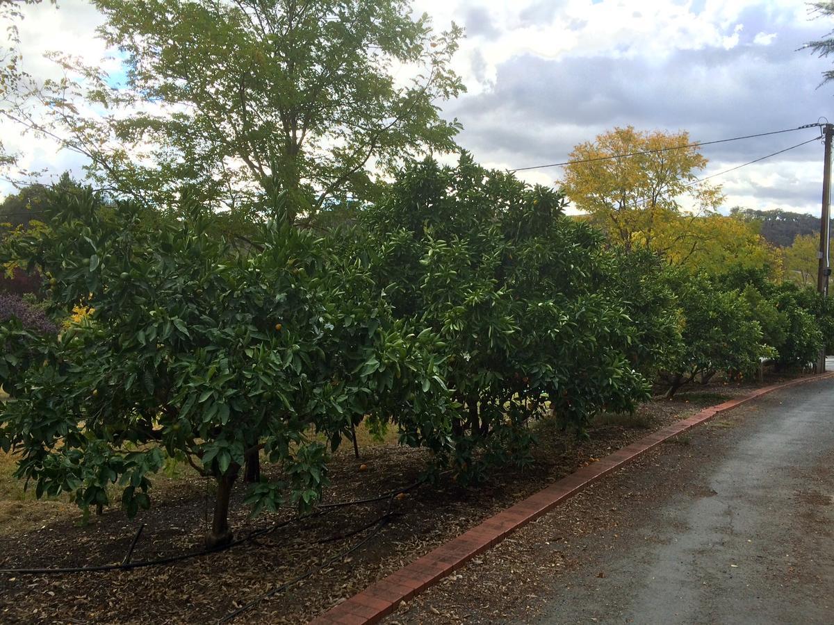 Vineyard Cottage Bnb Gumeracha Exterior photo